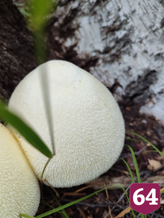 В Саратовской области нашли редкий «пушистый» гриб