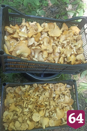 Саратовцы собирают лисички ящиками и ведрами